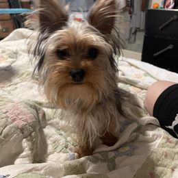 Cane - Yorkshire Terrier