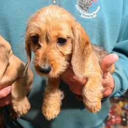 Rose - Red female Dachshund puppy in Gavilan Hills, California from Bacchanal Kennel/Ranch