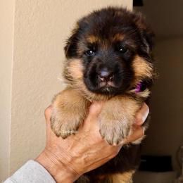 Purple collar - Black and red female German Shepherd puppy in Stockton, California from Zaragoza German Shepherds