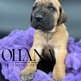 Jingo - Fawn male Great Dane puppy in Michigan from Ohana Great Danes of Michigan