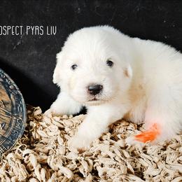 LIV - White female Great Pyrenees puppy in Trinidad, Colorado from Prospect Pyrenees