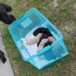 Poodle Puppies from Deborah Busch Poodles