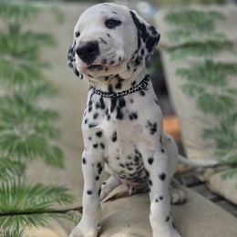 Black collar boy - White and black male Dalmatian puppy in Valley, Washington from Loving spots Dalmatians