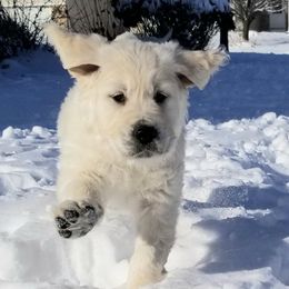 Golden Retriever Puppies from BearMoose Goldens