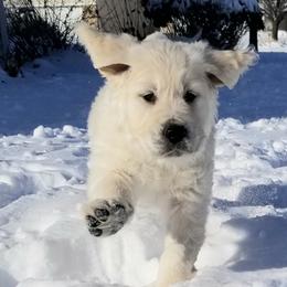 Golden Retriever Puppies from BearMoose Goldens
