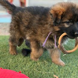 Girl 2 - Sable female German Shepherd puppy in La Salle, Colorado from Pure Heart German shepherds