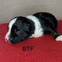 Girl 2 - Black tri Miniature Australian Shepherd puppy in Woodlake, California from For the Love of Aussie