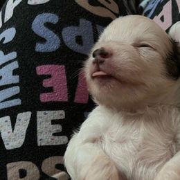 Tipsy - White and black Chinese Crested puppy in Venice, Florida from Crowned Chinese Cresteds
