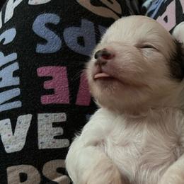Tipsy - White and black Chinese Crested puppy in Venice, Florida from Crowned Chinese Cresteds