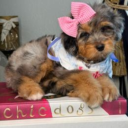 Pale pink - Merle female Bernedoodle puppy in Curtice, Ohio from The Pink Doghouse
