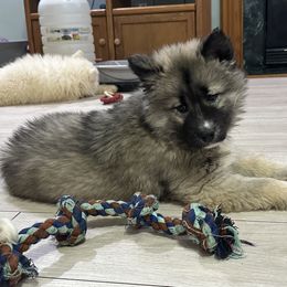 AKC Sirius - Agouti and white male Siberian Husky puppy in Centreville, Maryland from Huskies By the Bay