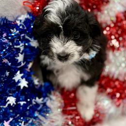 Blue collar toy - Black tri-color male Aussiedoodle puppy in 32046, Florida from River Hill Ranch