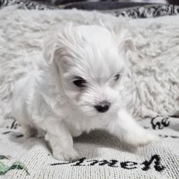 Nano - White male Maltese puppy in Austin, Texas from Austin Maltese Babies