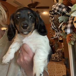 Girl 1 - Piebald female Dachshund puppy in Aurora, Missouri from Baker Farms