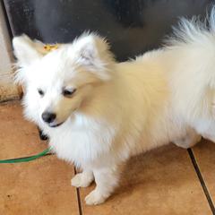 Aurora Jane - American Eskimo Dog