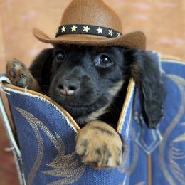 Willie Nelson - Black and tan male Dachshund puppy in Chandler, Arizona from Vonaducci Doxies, LLC.