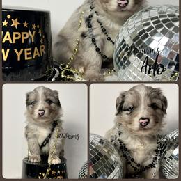(3) Giblet - Blue merle male Miniature Australian Shepherd puppy in Huntington, Texas from JKKJ Farms
