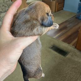 Rocket - Red male Dachshund puppy in Brave, Pennsylvania from Maple Moon Mini Dachshunds