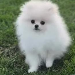 Pomeranian puppies from Little Lovers Kennels, LLC