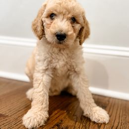 Labradoodle Puppies from M4 Doodles
