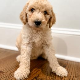 Labradoodle Puppies from M4 Doodles