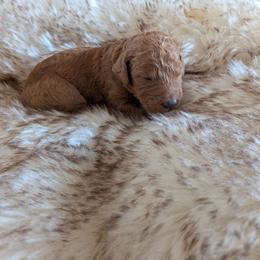 Amber - Red  female Goldendoodle puppy in Apache Junction, Arizona from Loving Doodle