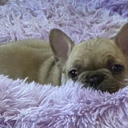 Hans Solo - Fawn male French Bulldog puppy in Enid, Oklahoma from Herell's French Bulldogs