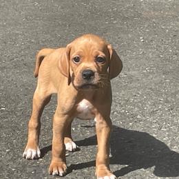 Black Boy - Orange male Pointer puppy in Olympia, Washington from Birdsboro Pointers