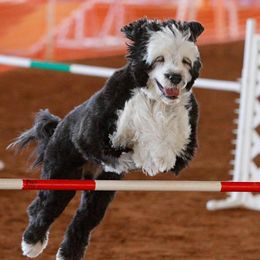 Portuguese Water Dogs from Riptide Portuguese Water Dogs of South Florida