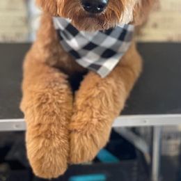 Goldendoodles from Midwest Companions