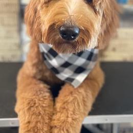 Goldendoodles from Midwest Companions