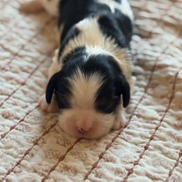 Abracadabra - Tri-color female Cavalier King Charles Spaniel puppy in Temecula, California from McKenna Cavaliers in Southern California