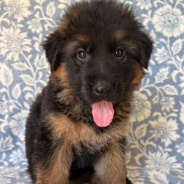 Nehi - Black and red female German Shepherd puppy in Coplay, Pennsylvania from By My Side Germans Shepherds & Dobermans