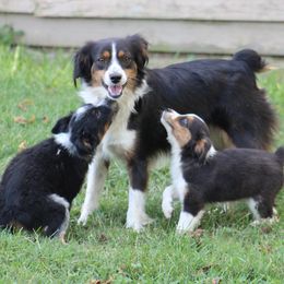 Starlight - Miniature Australian Shepherd