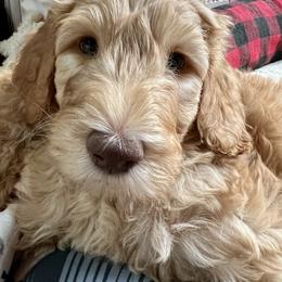 Goldendoodle Puppies from Lundee Doodles
