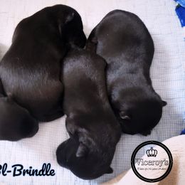 German Shepherd and Scottish Terrier Puppies from Viceroy's Kennel LLC