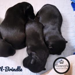 German Shepherd and Scottish Terrier Puppies from Viceroy's Kennel LLC