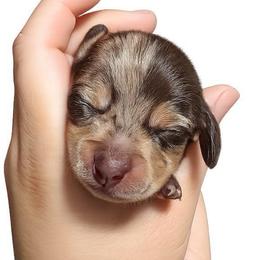 Winston - Dapple male Dachshund puppy in El Cajon, California from Lisa Buxton