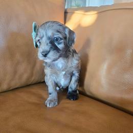 Sugar - Merle female Goldendoodle puppy in Mohnton, Pennsylvania from Stony Meadow Puppies