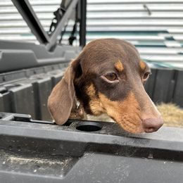 Charlie - Dachshund