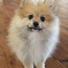 Pomeranian Puppies from Passionate PomPoms