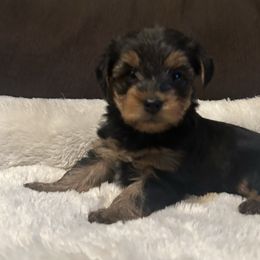Boy 1 - Black and tan male Yorkshire Terrier puppy in Mesquite, Texas from Small Pawz Yorkies