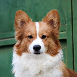Barkley - Pembroke Welsh Corgi
