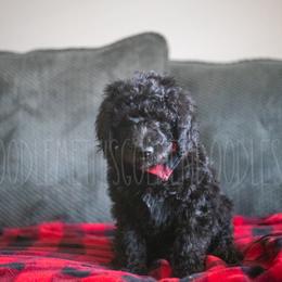 Goldendoodle Puppies from Doodle Me This Goldendoodles