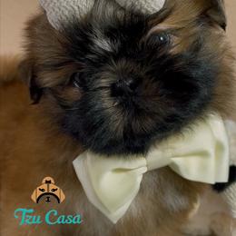 Kevin - Red male Shih Tzu puppy in Mercedes, Texas from Tzu Casa