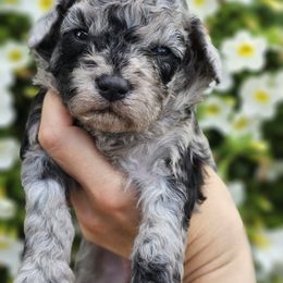 Aussiedoodle, Cockapoo, and Goldendoodle Puppies from Hilltop Doodles KY LLC