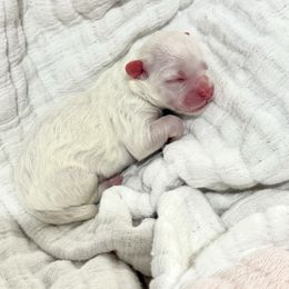 Kodiak - White male Shihpoo puppy in Spring Hill, Florida from Parisian Puppies