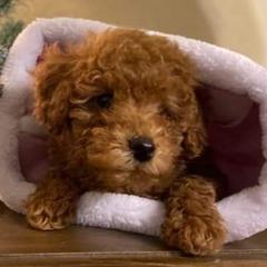 Irish Doodles from Maritza's Irish doodles