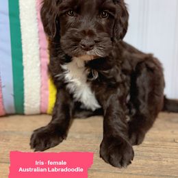Iris - Chocolate female Australian Labradoodle puppy in Harrisonville, Missouri from Blessed Day Doodles