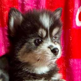 Milo - Black and white male Pomsky puppy in Cave Creek, Arizona from Arizona Luxury Pomskies